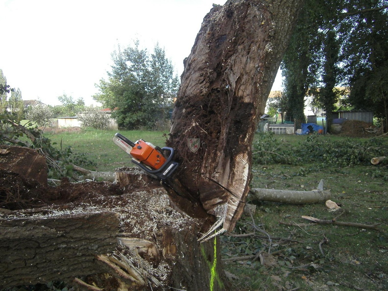 20110811_parc-abattage-arbre-4_45615741465_o.jpg