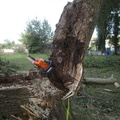 20110811 parc-abattage-arbre-4 45615741465 o