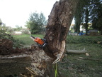 20110811 parc-abattage-arbre-4 45615741465 o