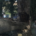 20110811 parc-abattage-arbre-6 46477187802 o