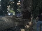 20110811 parc-abattage-arbre-6 46477187802 o