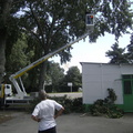20110811 parc-abattage-arbre-13 45615737825 o